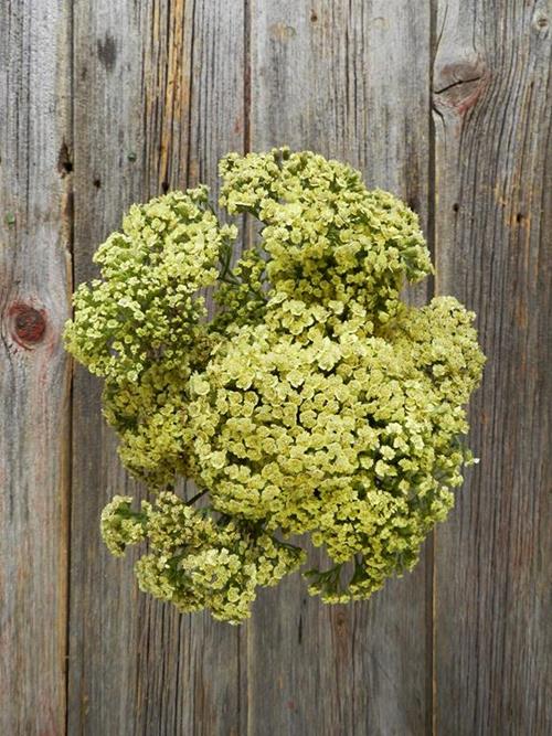 COTTAGE YELLOW YARROW